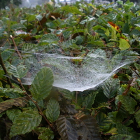 spider web