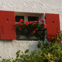 window with flowers