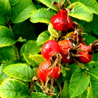 rosehip