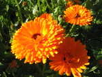 Marigold