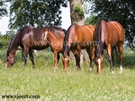4 Dutch Warmblood Mares