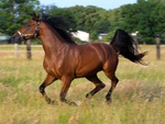 Arabian Horse