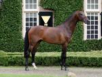 Dutch Warmblood Stallion Arthos R