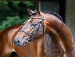 Arthos-R 1Dutch Warmblood Stallion