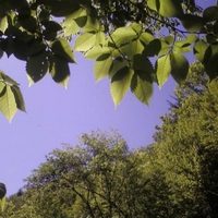 Underneath the tree view
