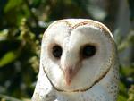 A Beautiful Barn Owl