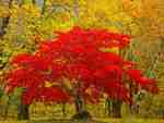 RED TREE