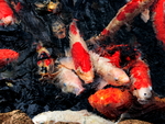 Koi group