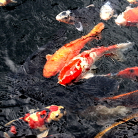 koi 
