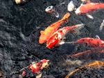 koi 
