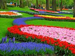 tulip garden