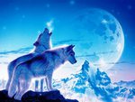 Blue Wolves Blue Sky