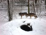 Wolfs in snow