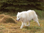 White Artic Wolf