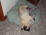 Sleeping Pug