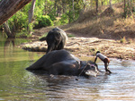 Elephants Bath 1
