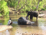 Elephants Bath 2