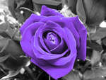 PURPLE SPLASH OF COLOR