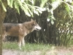 Red Wolf