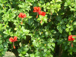 Red flowers