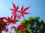 Red Leaves