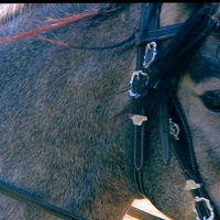 Koyote Libertas, Summerwind