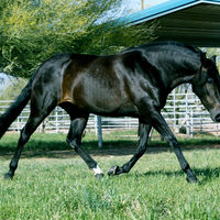 Bossa Nova de Miami, Summerwind