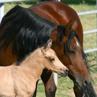 Chanel de Miami and Destiny do Summerwind