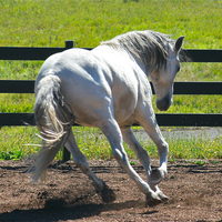 Seamus da Boa Fe, Summerwind