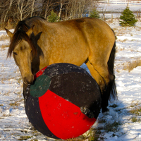 Beethoven do Summerwind