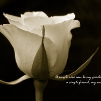 a beautiful white rose