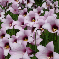 Lilies of Montecarlo