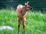 Baby Elk
