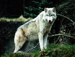 The White Wolf