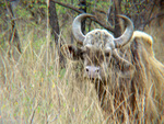 Gaur in long grass