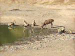 Spotted Deer and Langur at Waterhole