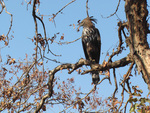 Changeable Hawk Eagle