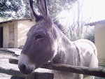 Donkey