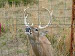 A Curious Buck Smelling A Fence