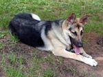 Relaxed German Shepherd