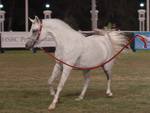 Arabian Horse at Abu Dhabi Show