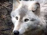 Sad White Wolf