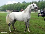 Gray Arabian Horse