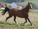 Galloping Brown Colt
