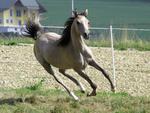 Galloping Gray Arabian