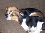 Two Sleeping Beagles