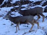 Mule Deer in Snow