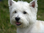 West Highland Terrier (Westie)