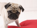 Curious Pug