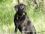 Wet Labrador